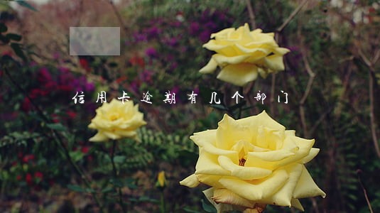 信用卡逾期有几个部门 信用卡逾期有几个部门