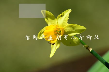 信用卡逾期有几个阶段