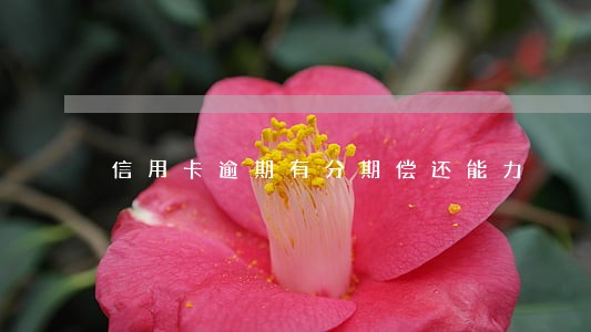 信用卡逾期有分期偿还能力 信用卡逾期有分期偿还能力