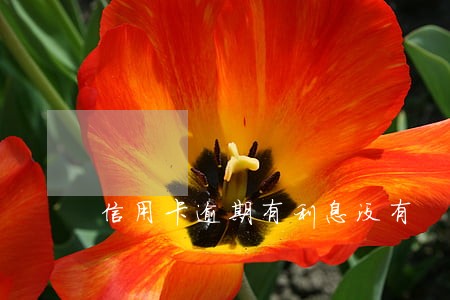 信用卡逾期有利息没有 信用卡逾期有利息没有
