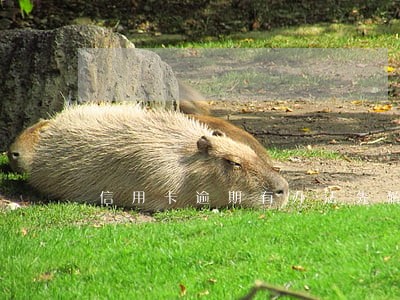 信用卡逾期有办法先解封吗 信用卡逾期有办法先解封吗