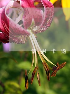 信用卡逾期有哪些忌讳 信用卡逾期有哪些忌讳