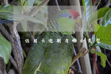信用卡逾期有哪些类型 信用卡逾期有哪些类型