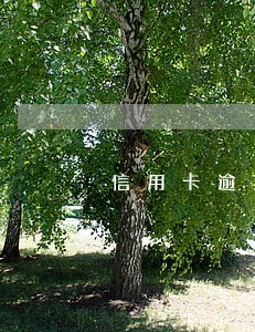 信用卡逾期有哪些违约责任