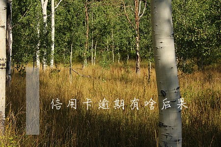 信用卡逾期有啥后果 信用卡逾期有啥后果