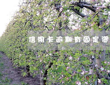 信用卡逾期有固定资产