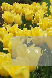 信用卡逾期有地方贷款吗