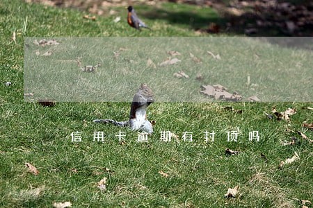 信用卡逾期有封顶吗 信用卡逾期有封顶吗