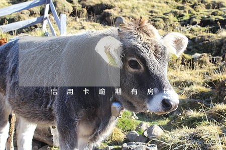 信用卡逾期有房贷 信用卡逾期有房贷
