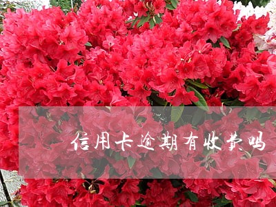 信用卡逾期有收费吗 信用卡逾期有收费吗