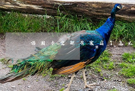 信用卡逾期有案底了怎么办