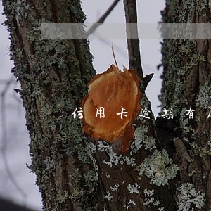 信用卡逾期有没有影响征信 信用卡逾期有没有影响征信