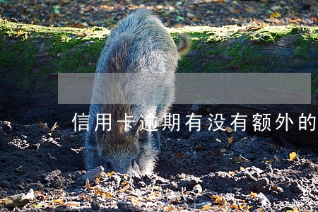 信用卡逾期有没有额外的利息