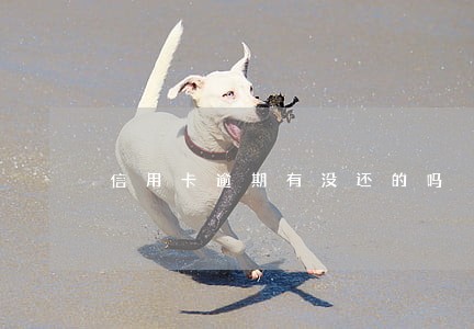 信用卡逾期有没还的吗 信用卡逾期有没还的吗