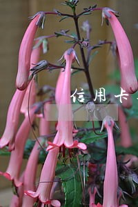 信用卡逾期有滞纳金吗6