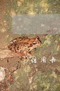 信用卡逾期有花呗