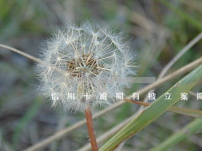 信用卡逾期有被立案抓的吗 信用卡逾期有被立案抓的吗