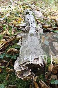 信用卡逾期有费用吗 信用卡逾期有费用吗