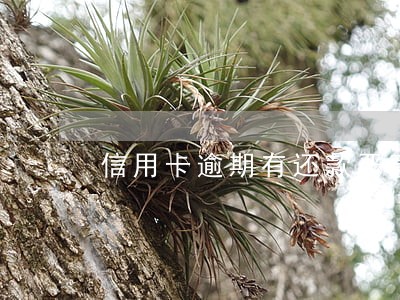 信用卡逾期有还款恶意透支 信用卡逾期有还款恶意透支