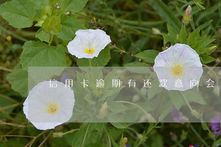 信用卡逾期有还款意向会上门吗 信用卡逾期有还款意向会上门吗