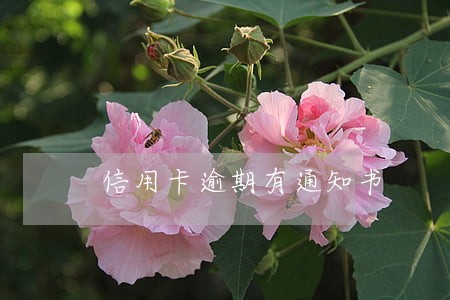 信用卡逾期有通知书