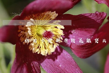 信用卡逾期有钱花能贷出来吗 信用卡逾期有钱花能贷出来吗