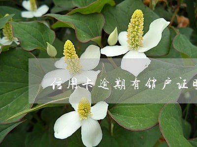信用卡逾期有销户证明有用吗 信用卡逾期有销户证明有用吗