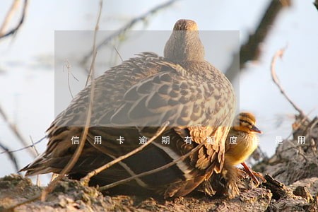 信用卡逾期有额度但是用不了