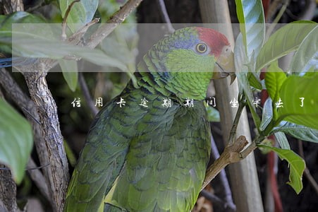 信用卡逾期期间坐牢去了