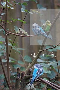 信用卡逾期期限N3 信用卡逾期期限N3