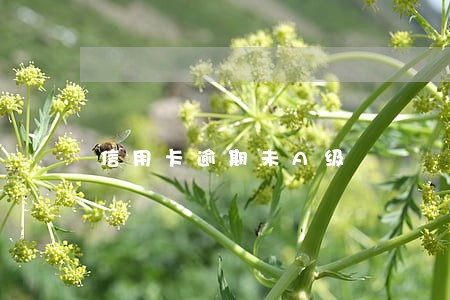 信用卡逾期未A级