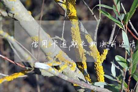 信用卡逾期未判决前还清