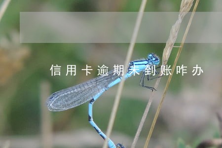 信用卡逾期未到账咋办