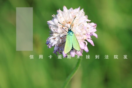 信用卡逾期未接到法院发的传票 信用卡逾期未接到法院发的传票