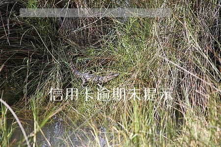 信用卡逾期未提示