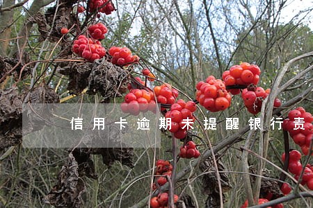 信用卡逾期未提醒银行责任 信用卡逾期未提醒银行责任