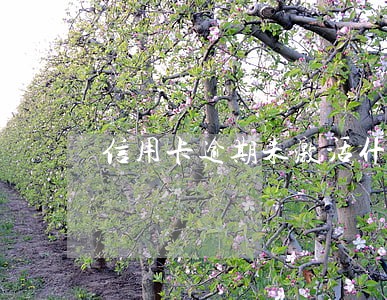 信用卡逾期未激活什么意思