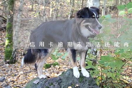 信用卡逾期未激活还能再激活吗 信用卡逾期未激活还能再激活吗