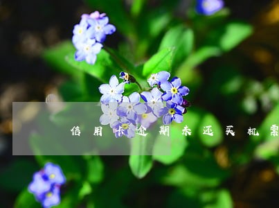 信用卡逾期未还买机票出票 信用卡逾期未还买机票出票