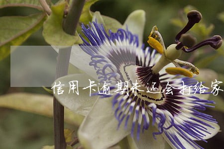 信用卡逾期未还会打给家人吗 信用卡逾期未还会打给家人吗