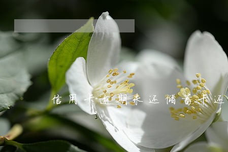信用卡逾期未还储蓄卡还能用吗 信用卡逾期未还储蓄卡还能用吗