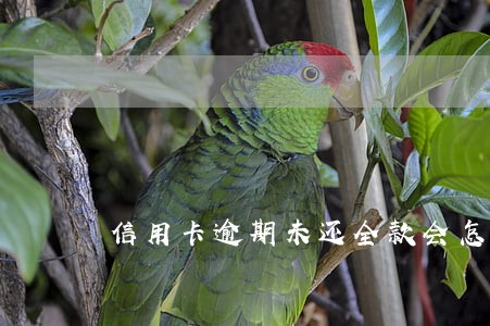 信用卡逾期未还全款会怎么样