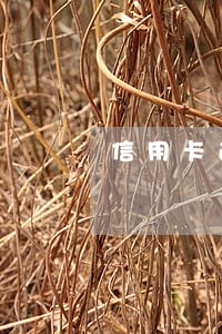 信用卡逾期未还利息按什么时候 信用卡逾期未还利息按什么时候