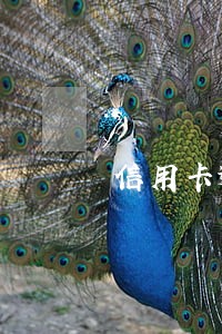 信用卡逾期未还可以出国旅游吗