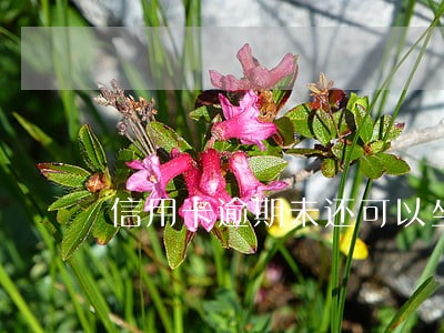 信用卡逾期未还可以坐飞机
