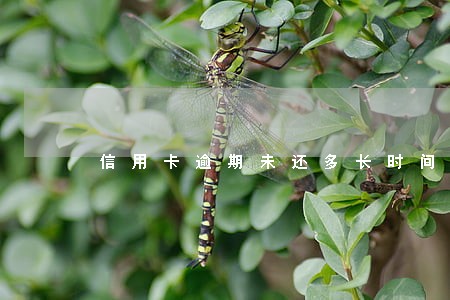 信用卡逾期未还多长时间补还 信用卡逾期未还多长时间补还