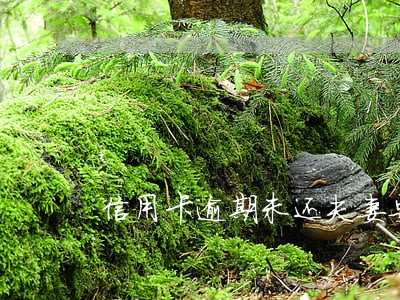 信用卡逾期未还夫妻要承担责任吗