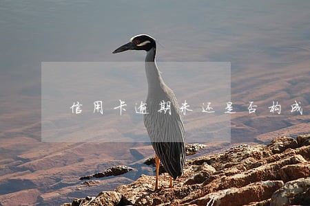 信用卡逾期未还是否构成诈骗 信用卡逾期未还是否构成诈骗