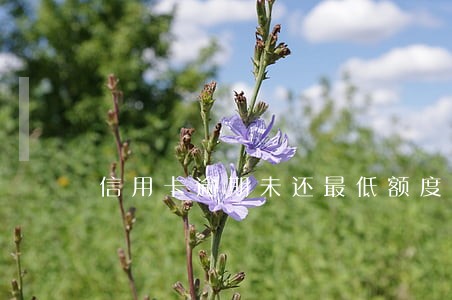 信用卡逾期未还最低额度 信用卡逾期未还最低额度