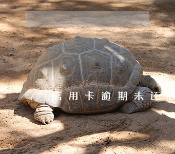 信用卡逾期未还款利息怎么算 信用卡逾期未还款利息怎么算